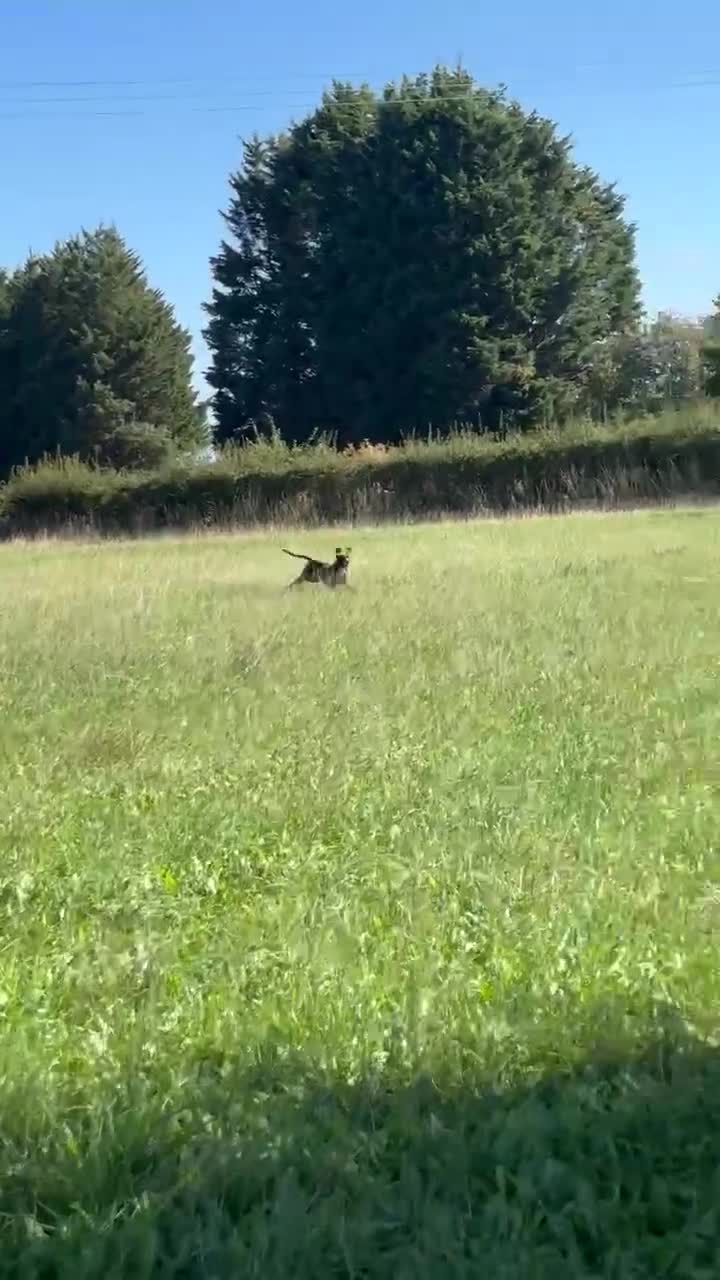 Pointer dogs for adoption: Lily is looking for a perfect home  - Video 2