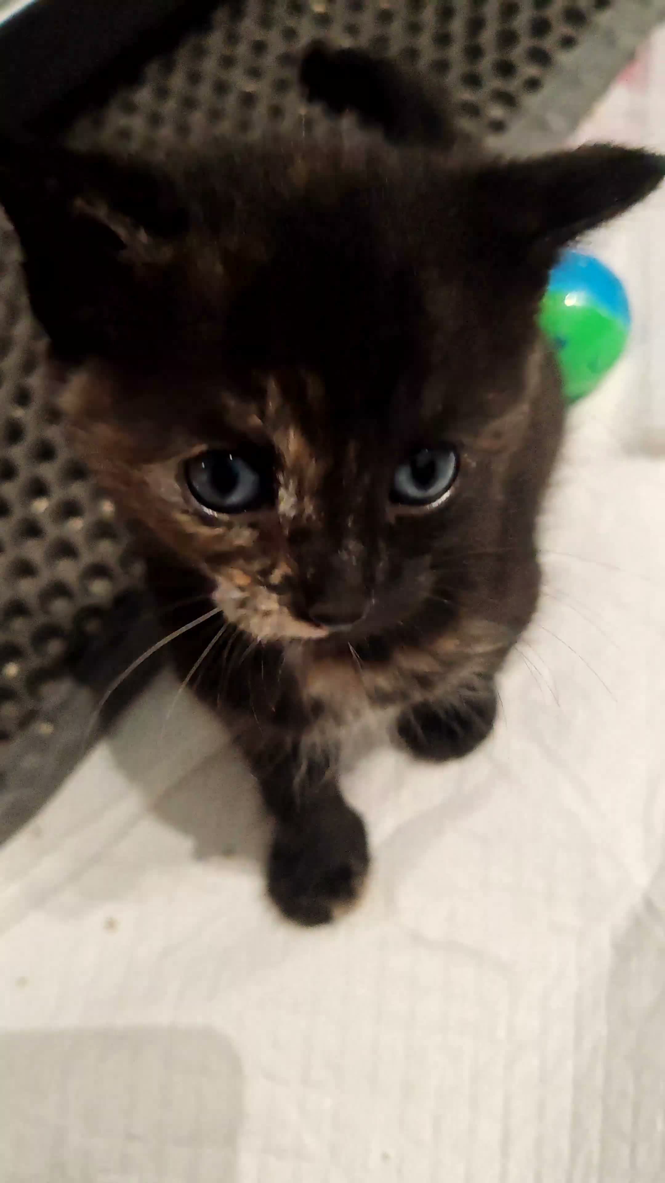 Mixed Breed cats for sale: Kittens in Boston - Video 1
