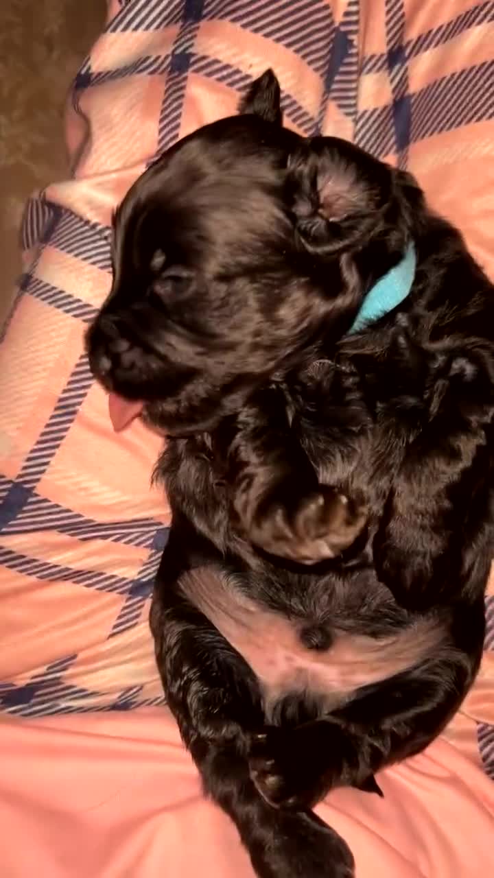 Yorkiepoo dogs for sale: Yorkiepoo Puppies - Video 1