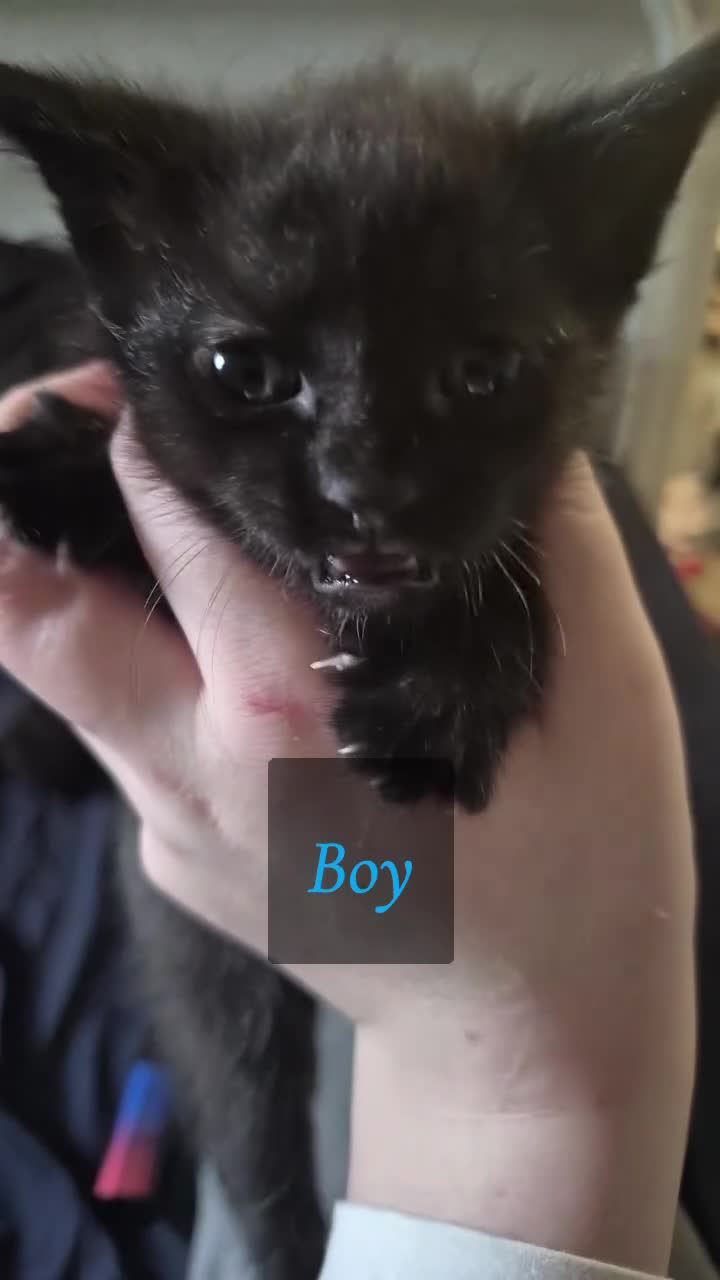 Mixed Breed cats for sale: Selling 3 tortoiseshell mixed kittens for 50 each - Video 1