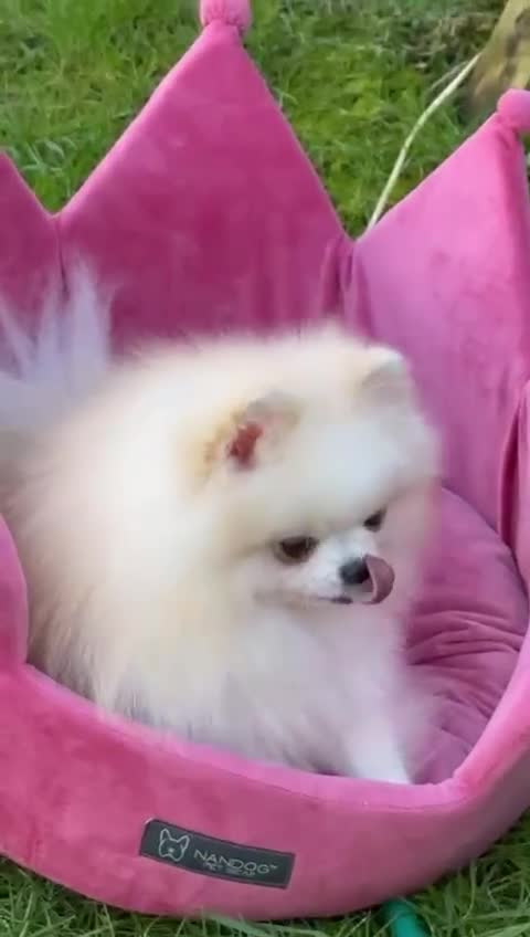 Pomeranian dogs for sale: White and Cream Pomeranian Boys in London - Video 3