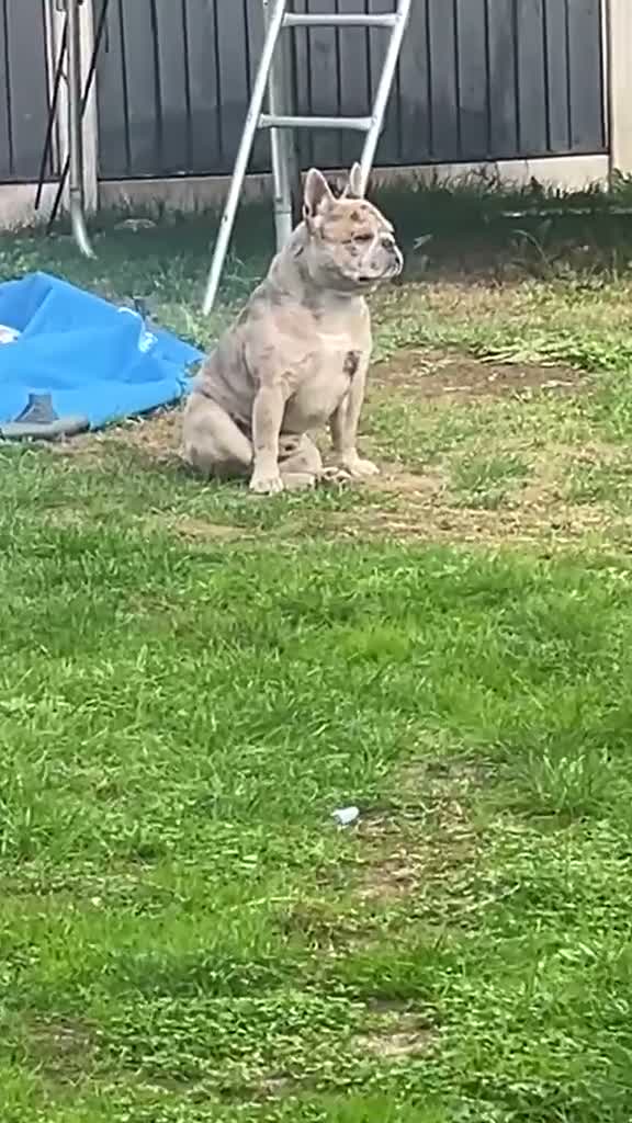 French Bulldog dogs for stud: Diesel - Video 1