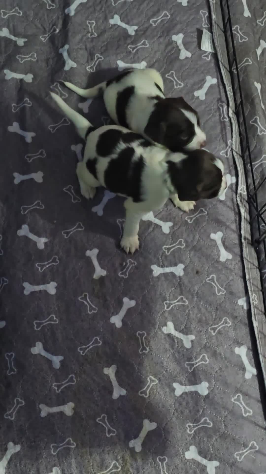 English Springer Spaniel dogs for sale: Stunning Pedigree Registered Pups - Video 4