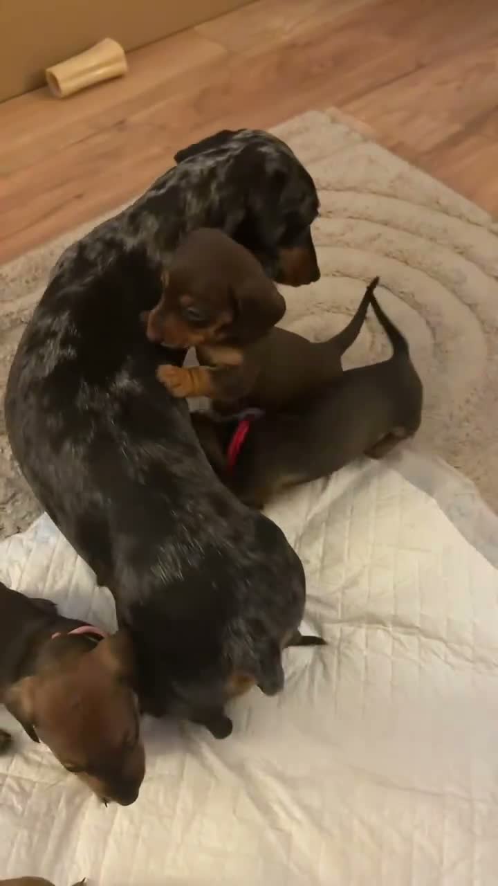 Miniature Dachshund dogs for sale: Mini dachshund puppies  - Video 2