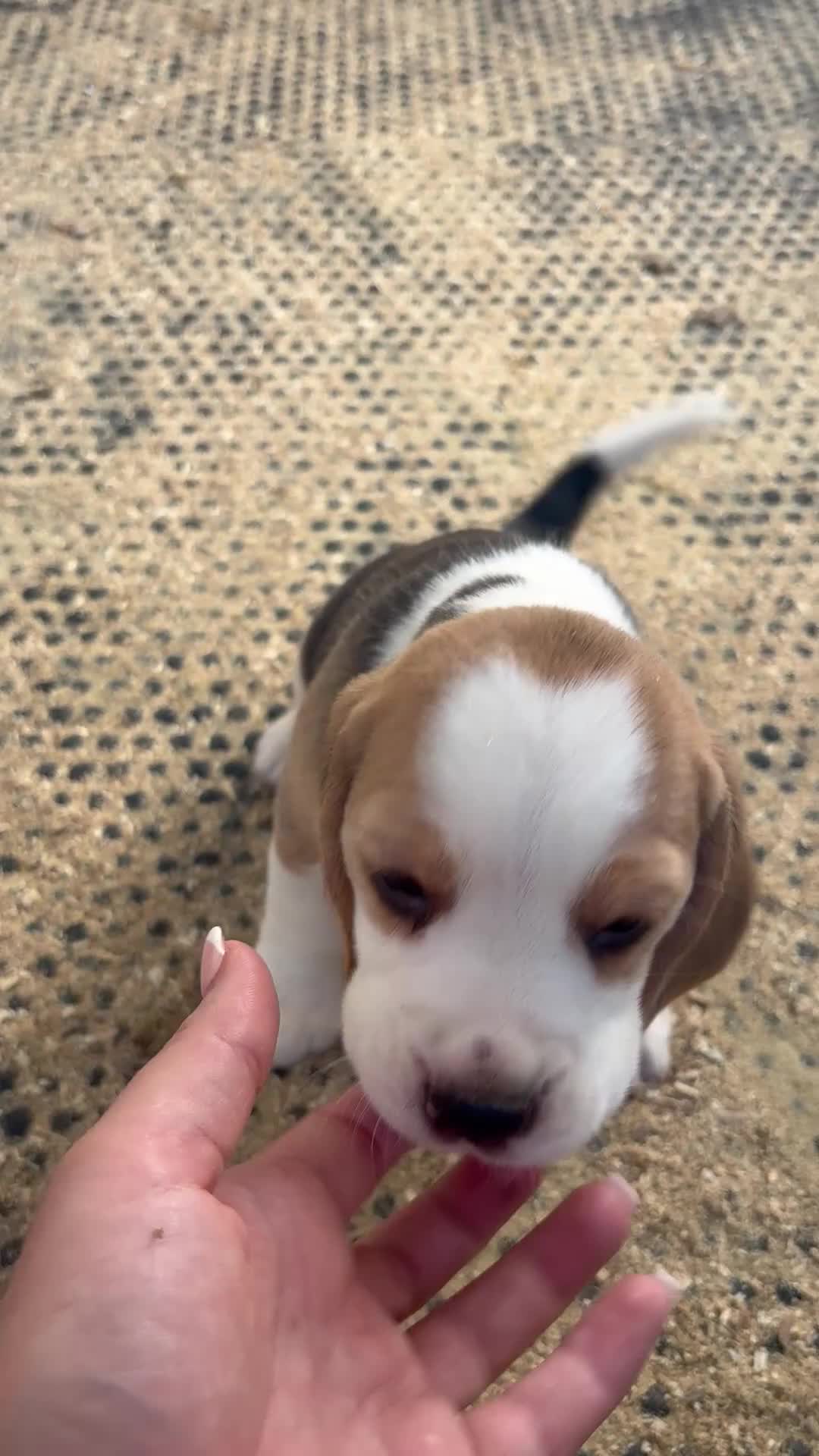 Beagle dogs for sale: Beautiful KC Registered Beagle’s  - Video 1