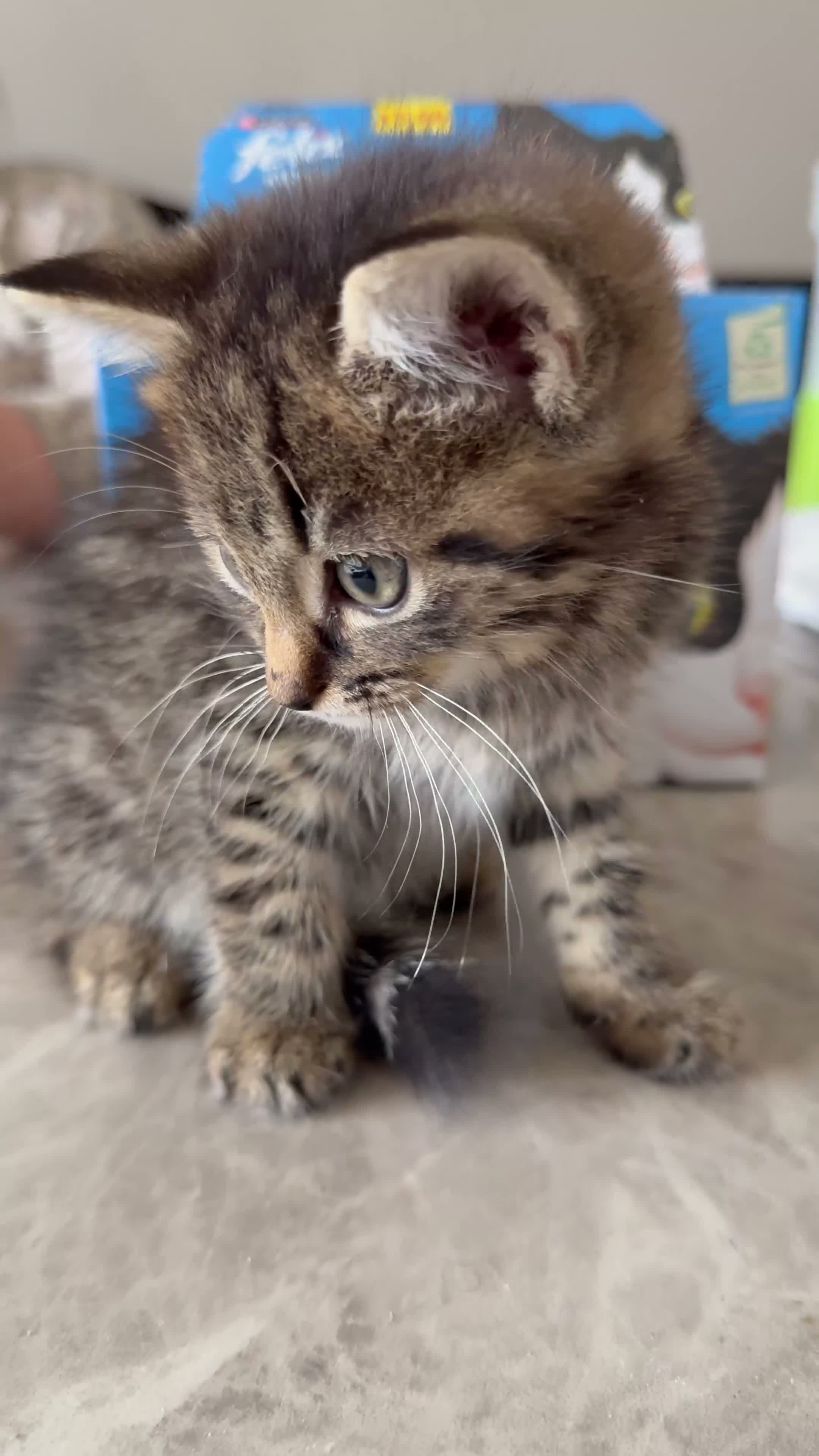 Domestic Shorthair cats for sale: Adorable kittens looking for their forever home! - Video 2