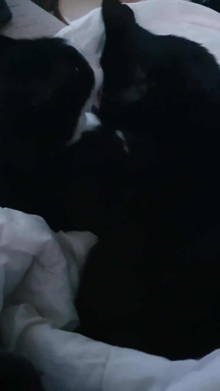 British Shorthair cats for sale: 2 Beautiful Boys for Sale - Video 5