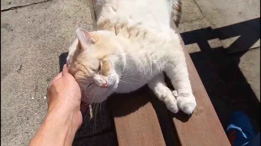 British Shorthair cats for sale: Pedigree GCCF Boy British Shorthair Colourpoint - Video 2