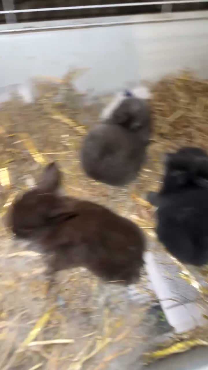 Mini Lop rabbits for sale: Mini lop rabbits - Video 1