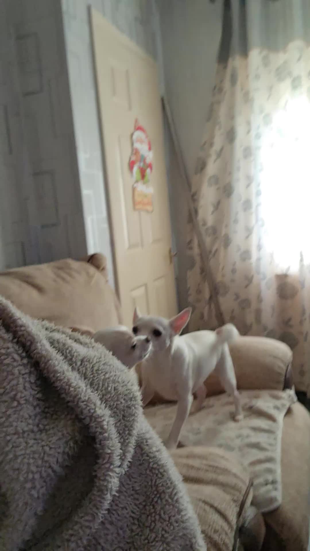 Chihuahua dogs for sale: Rehoming with VERY heavy Heart - Video 2