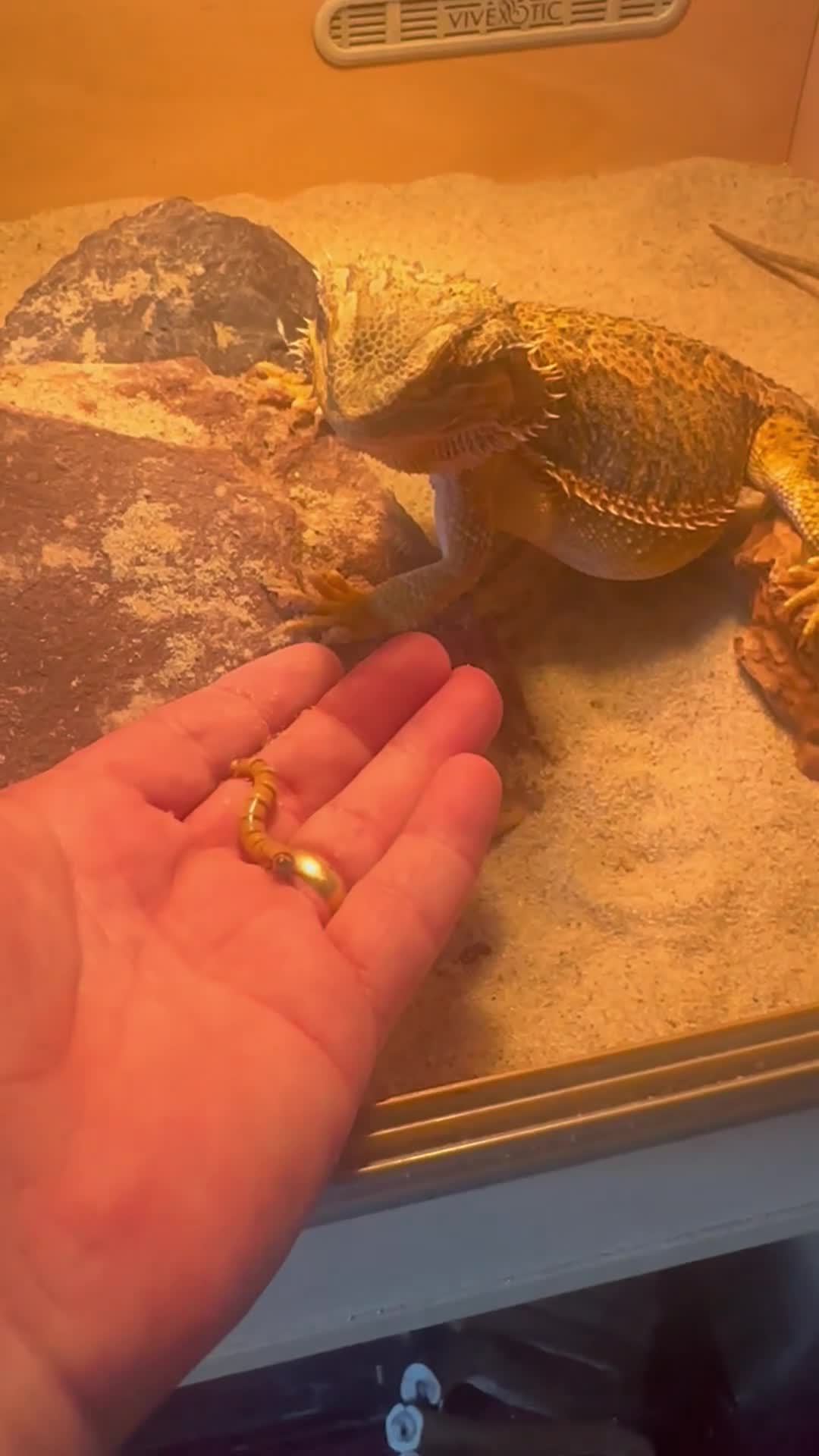 Bearded Dragon reptiles for sale: Bearded dragon  - Video 1