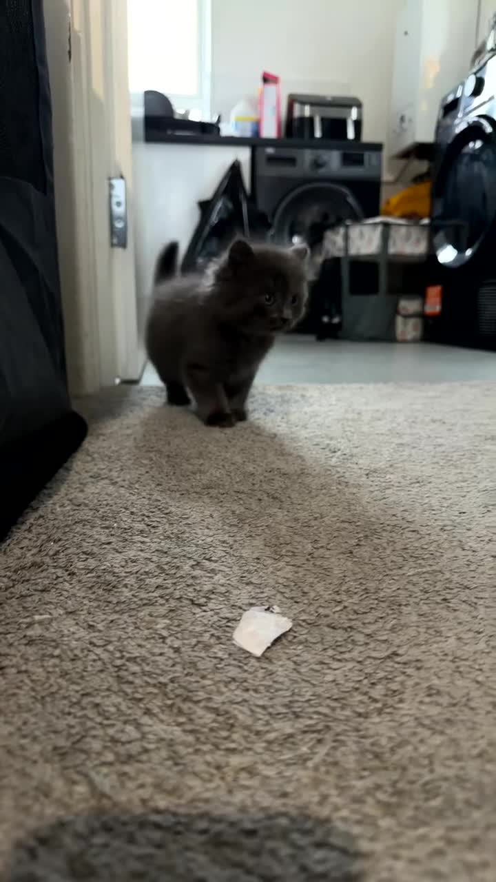 Mixed Breed cats for sale: Persian Blue Russian mixed with tabby - Video 2