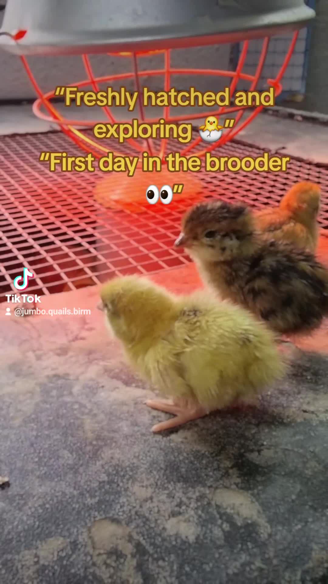 Quail poultry for sale: 🐣 Live Jumbo Coturnix Quail Chicks – Ready Now!  - Video 2