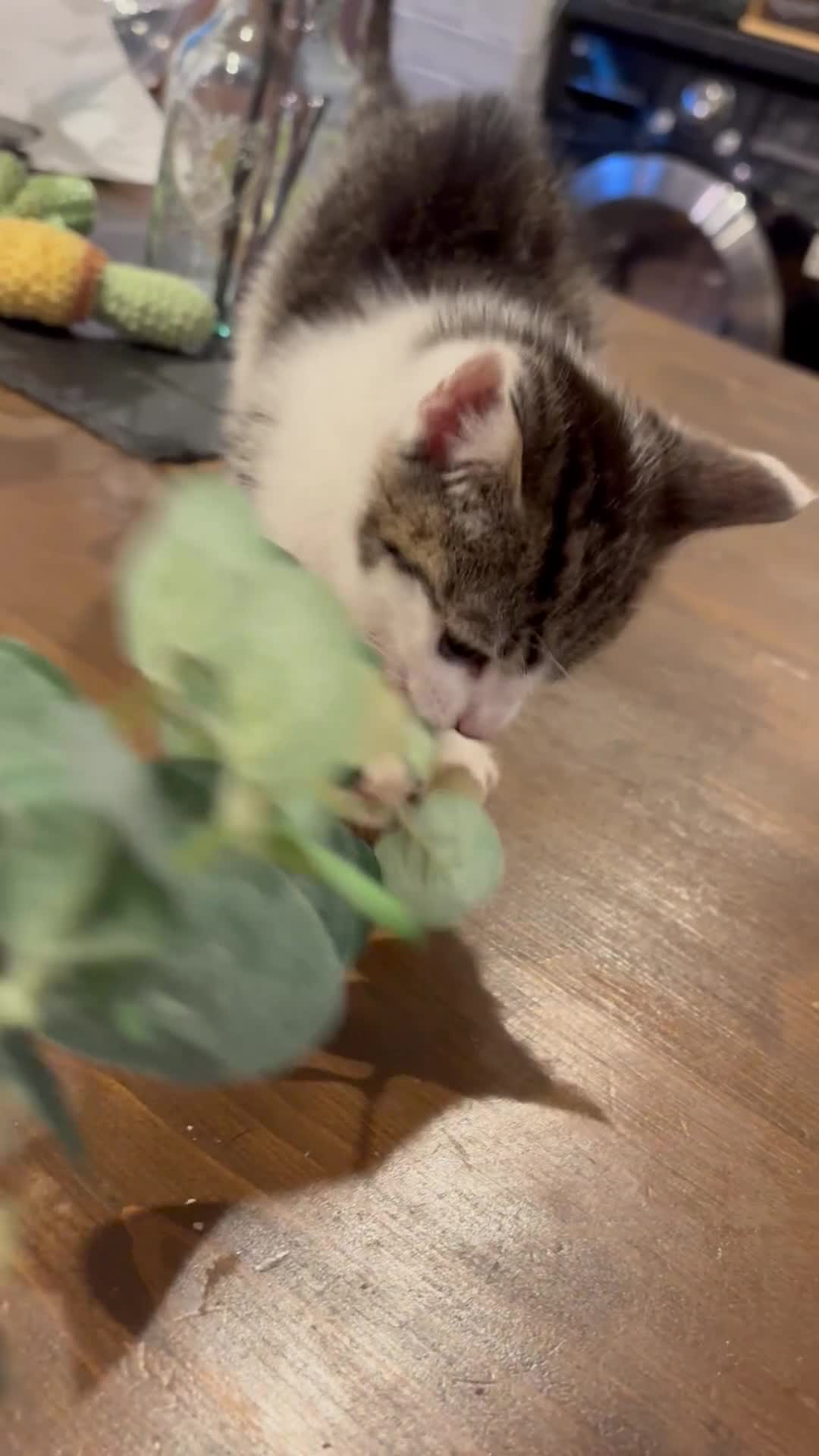Mixed Breed cats for sale: Beautiful Short Hair Kittens - Video 2
