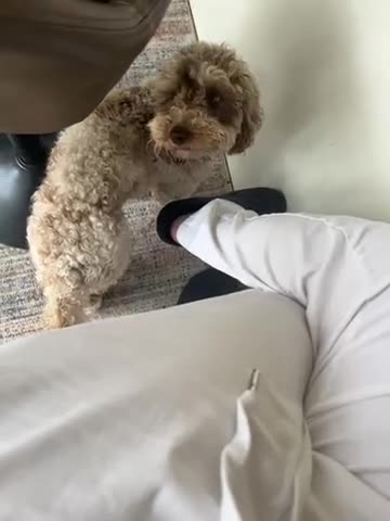Miniature Poodle dogs for sale: Mini poodle - Video 1