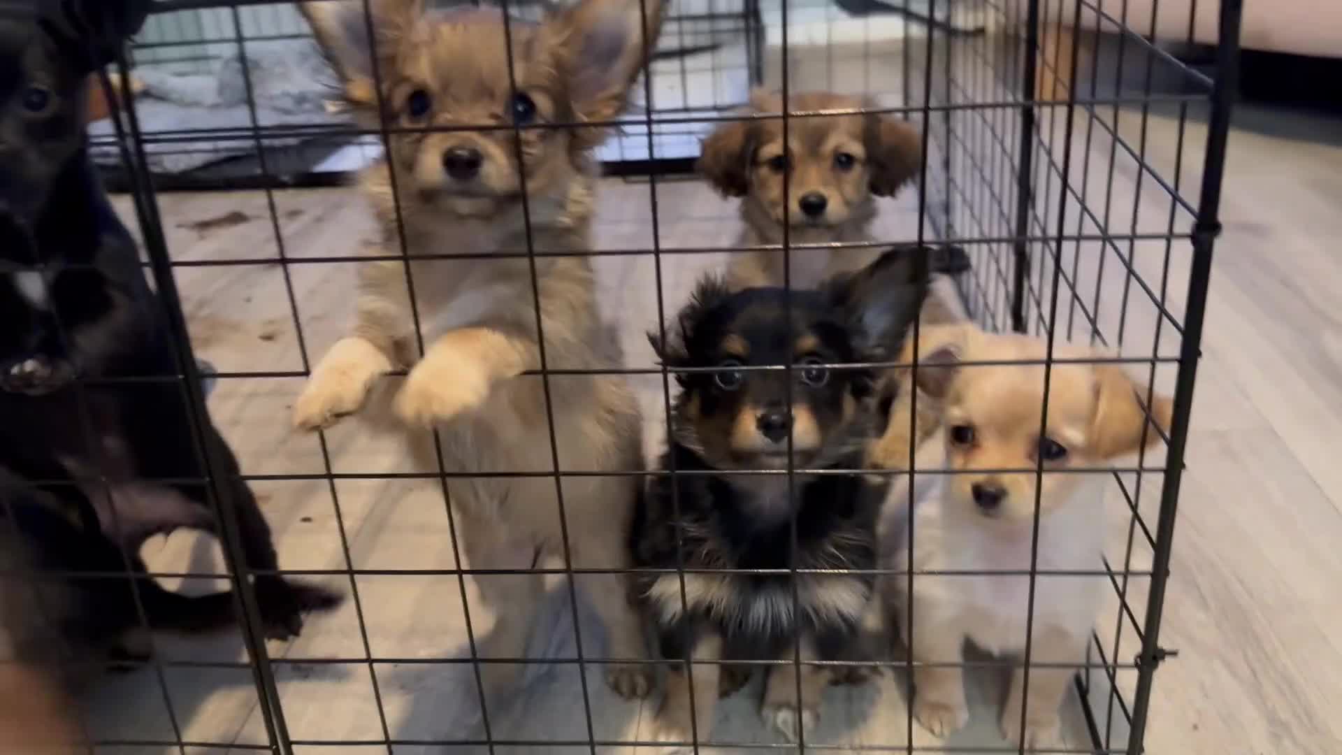 Chiweenie dogs for sale: chiweenies READY NOW !  - Video 1