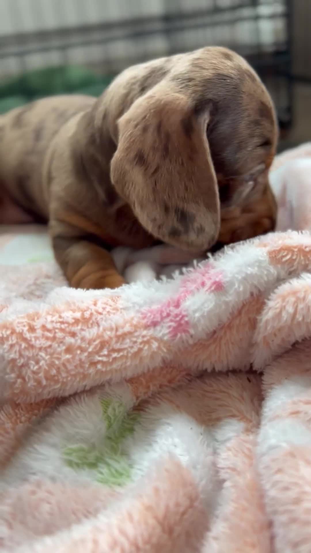 Dachshund dogs for sale: Dachshund medium/small dappled chocolate - Video 4