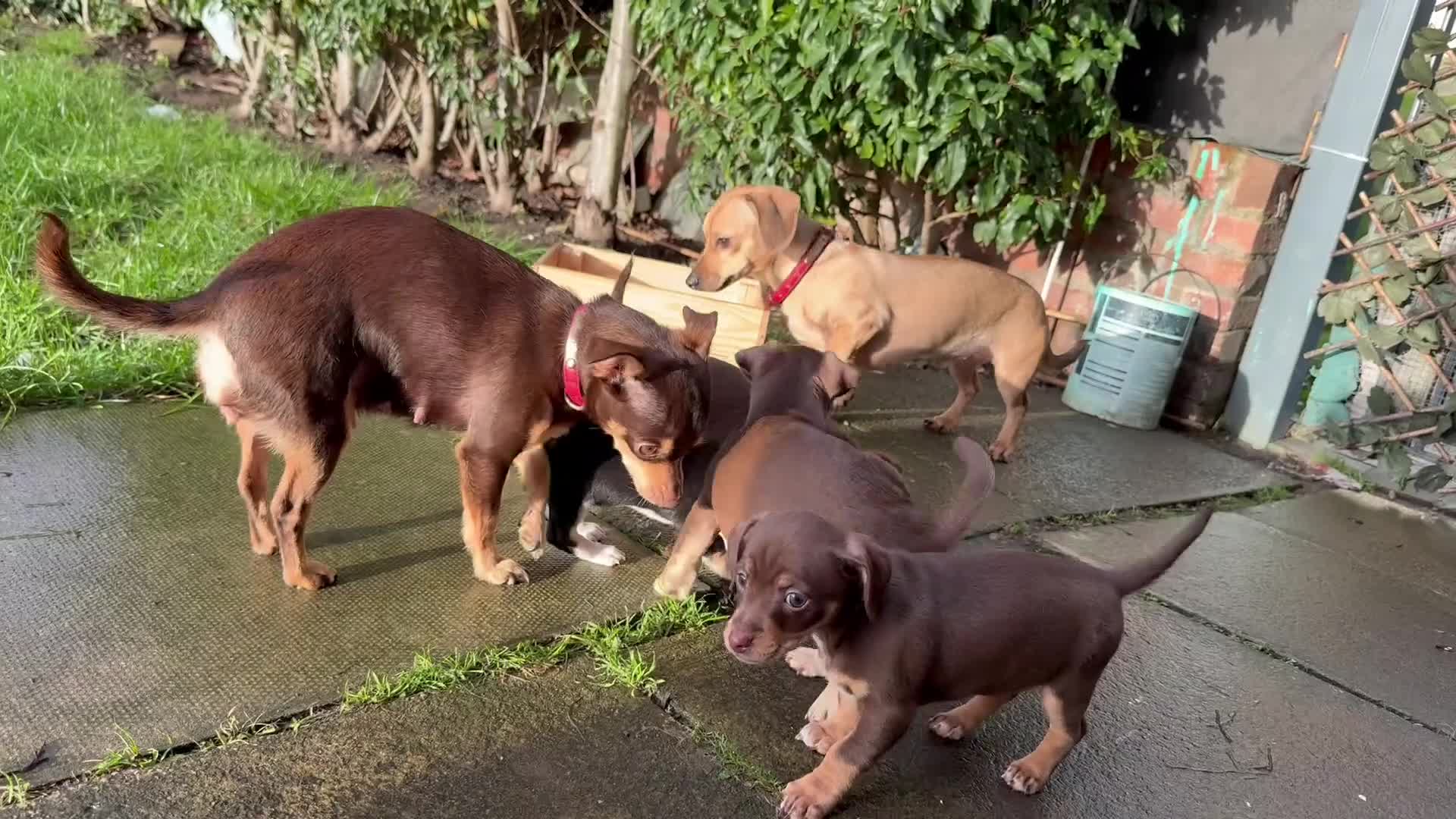 Chiweenie dogs for sale: Chiweenies 1 male 1 female available now.  - Video 2