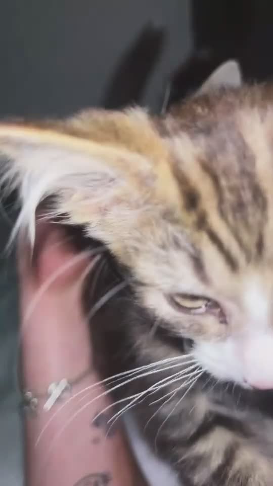 Mixed Breed cats for sale: X2 kittens (to go together ) - Video 2