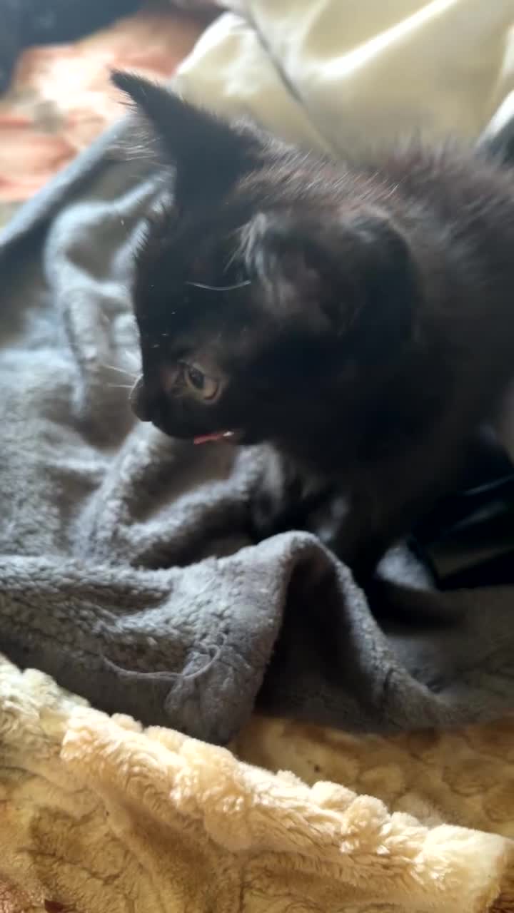 Mixed Breed cats for sale: Mixed breed little boy in Glasgow - Video 2