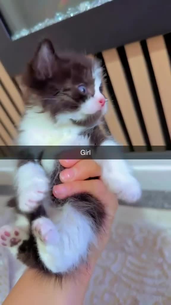 Mixed Breed cats for sale: British short hair mixed with british long hair in Sheffield - Video 4