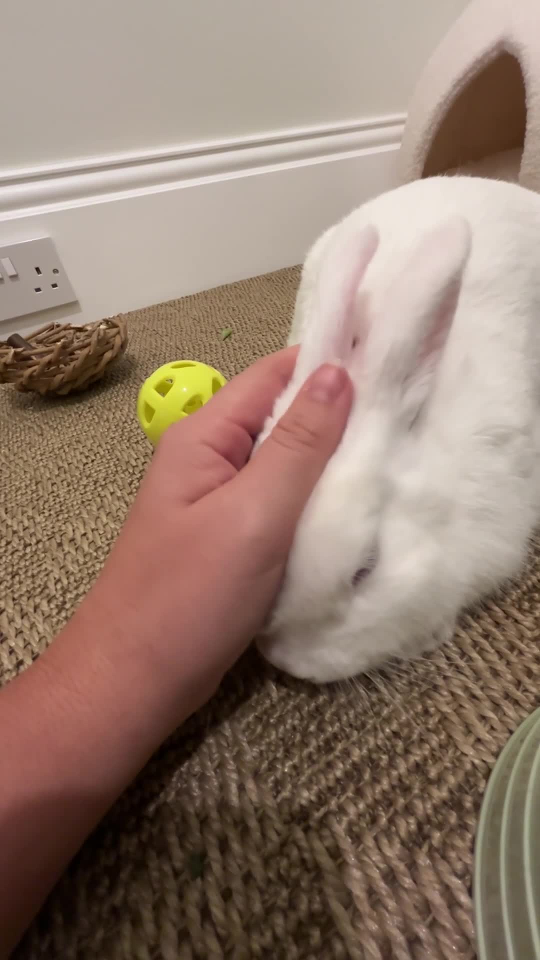 Mixed Breed rabbits for sale: Cotton looking for new cuddles - Video 2