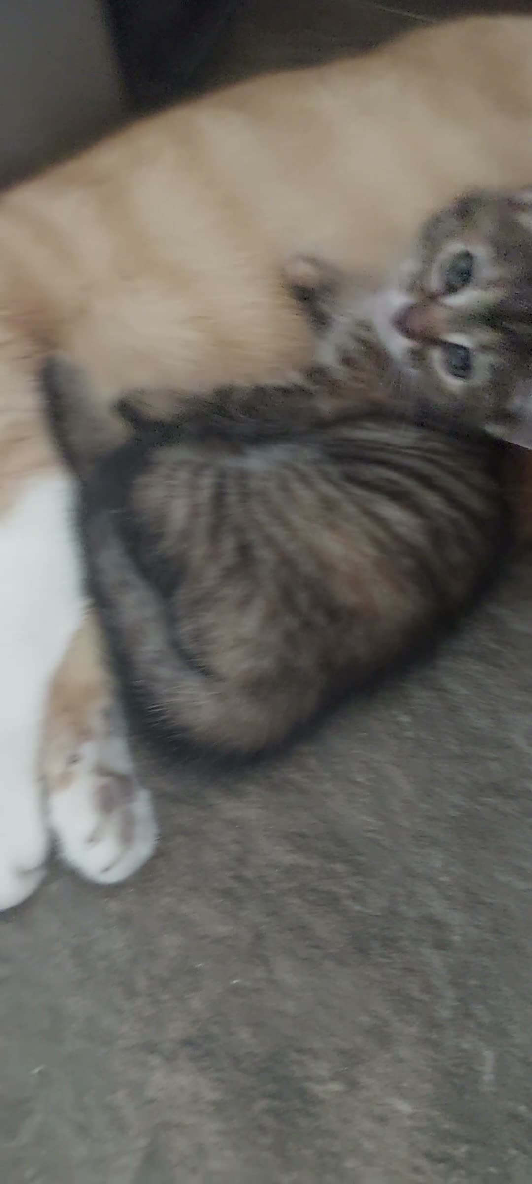 Mixed Breed cats for sale: 2 kittens girls left - Video 1
