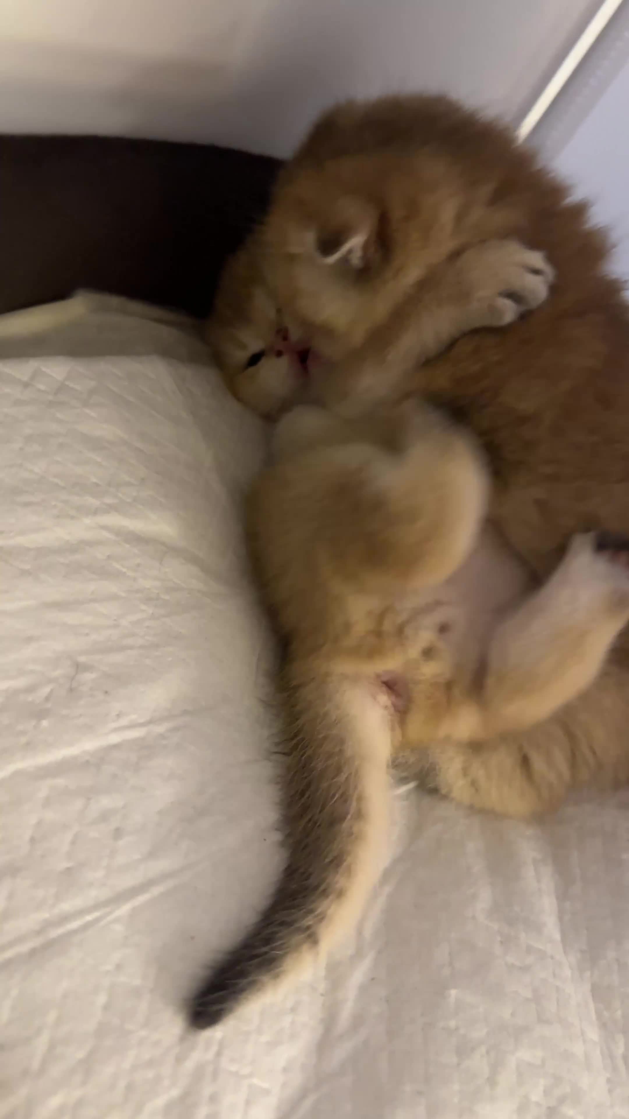 Scottish Fold cats for sale:     Beautiful Scottish Kittens for Reservation 🥰 - Video 3