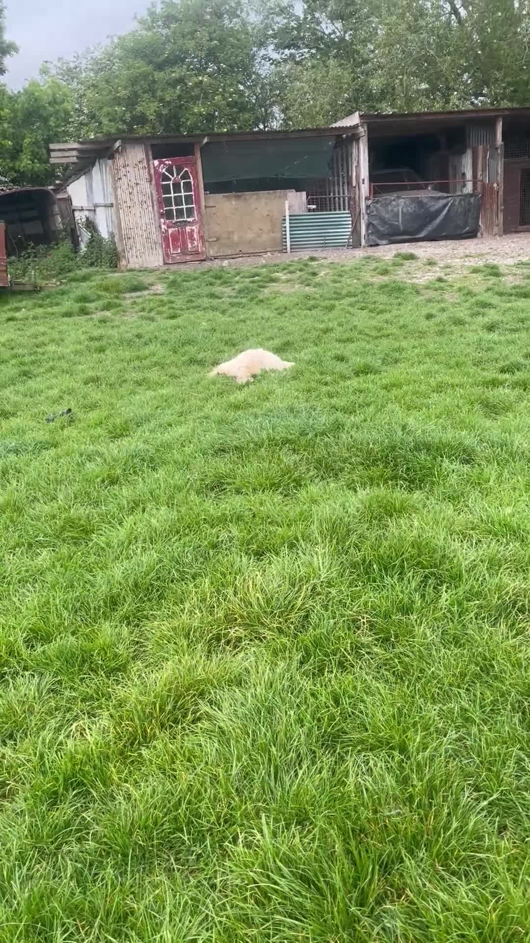 Cockapoo dogs for sale: Narla female cockerpoo  in Glastonbury - Video 1