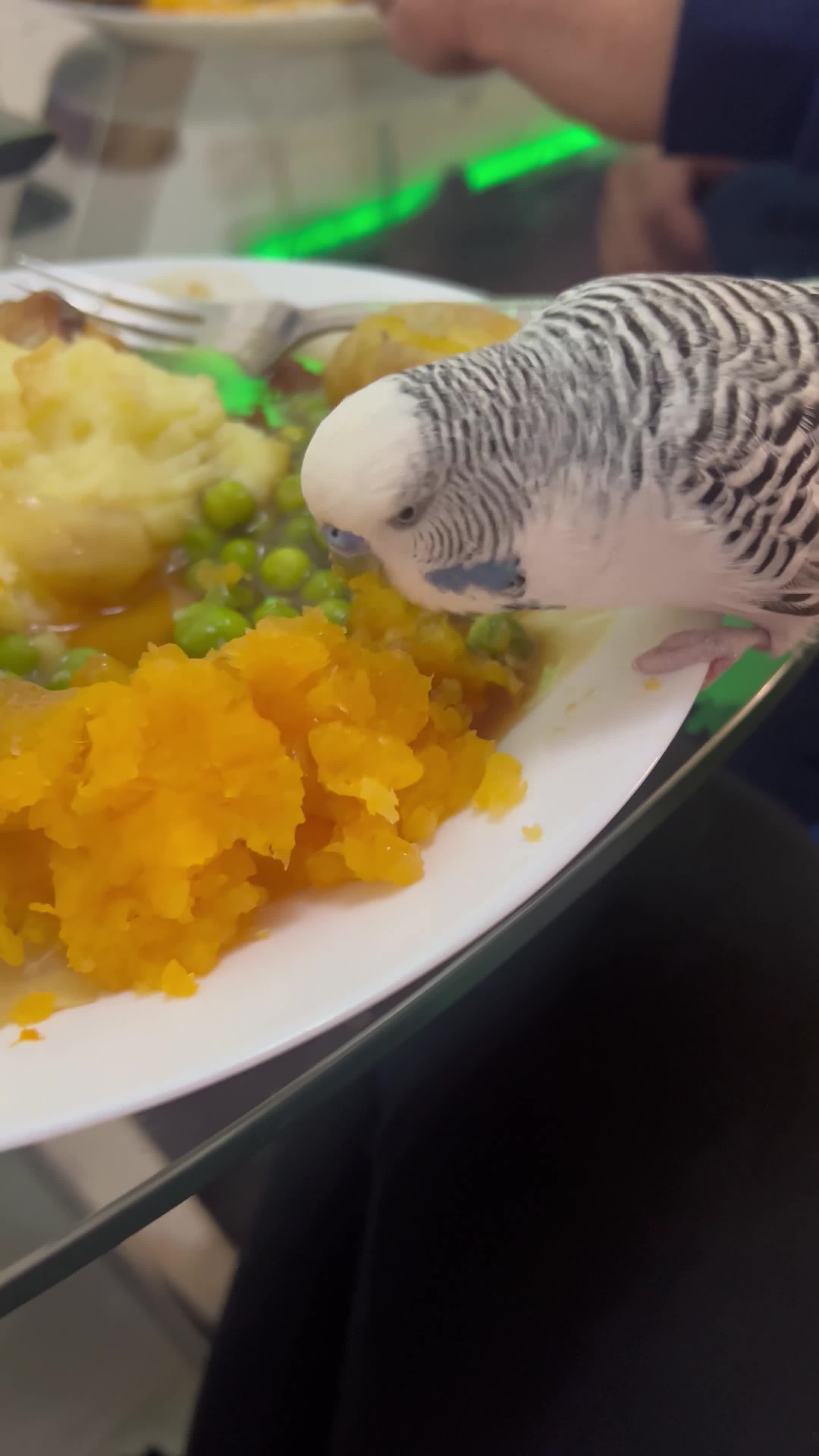 Budgerigars birds for sale: Talking Budgie Heartbreaking sale  in Newcastle upon Tyne - Video 1