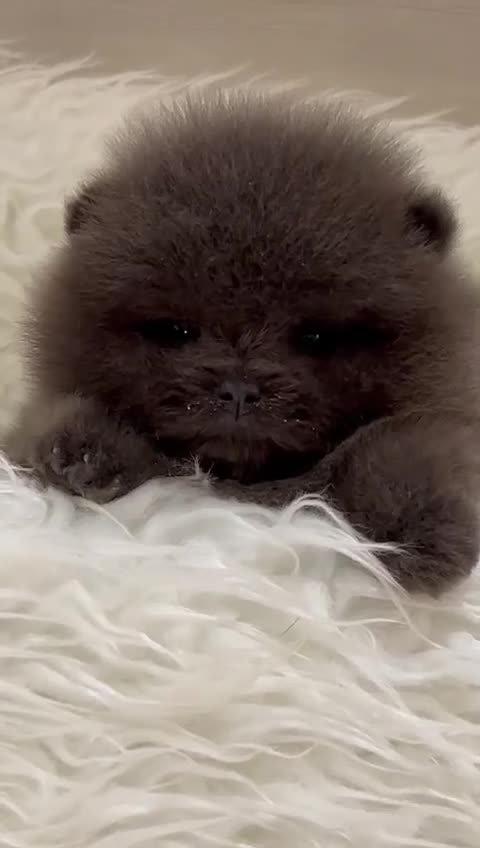 Pomeranian dogs for stud: Outstanding rare blue teddy 🧸💎 - Video 1