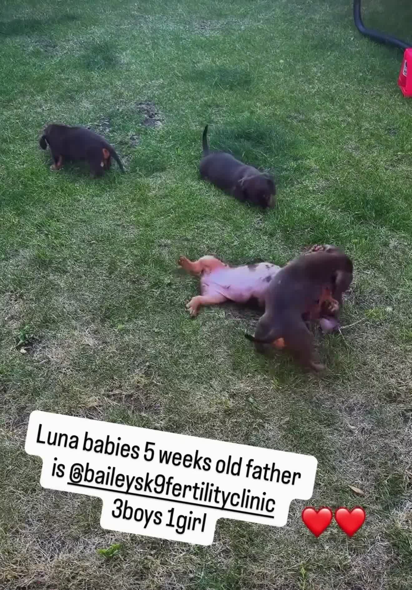 Miniature Dachshund dogs for sale: Miniature dachshund puppies - Video 1