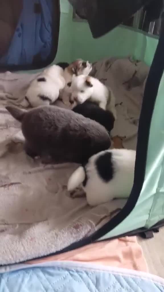 Pomeranian dogs for sale: pomeranian puppies  forsale - Video 2