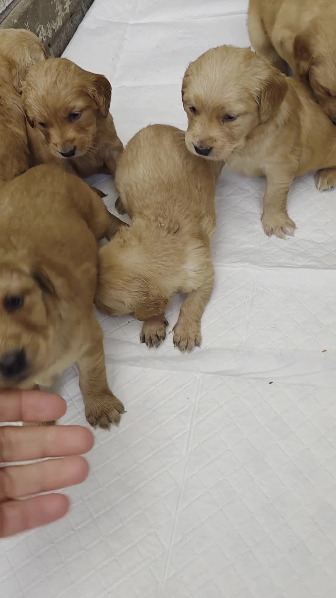 Golden Retriever dogs for sale: Kc registered dark red pups - Video 2