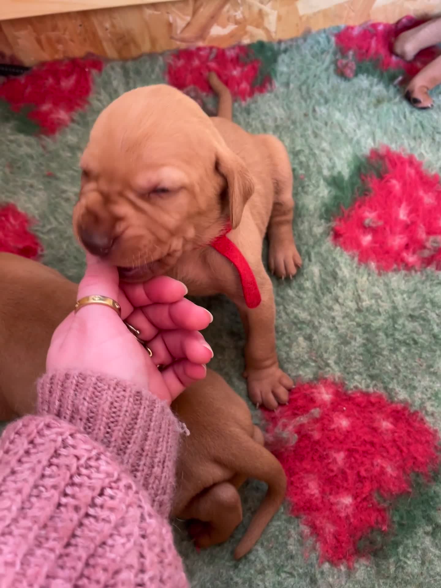 Hungarian Vizsla dogs for sale: Championship Bloodline Pedigree Hungarian Vizsla - Video 1