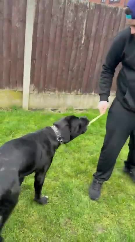 Cane Corso dogs for sale: Rosco Cane corso  - Video 1