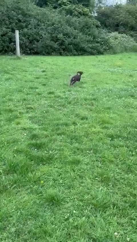 Mixed Breed dogs for sale: Miniature Dachschund x Springer spaniel - Video 2