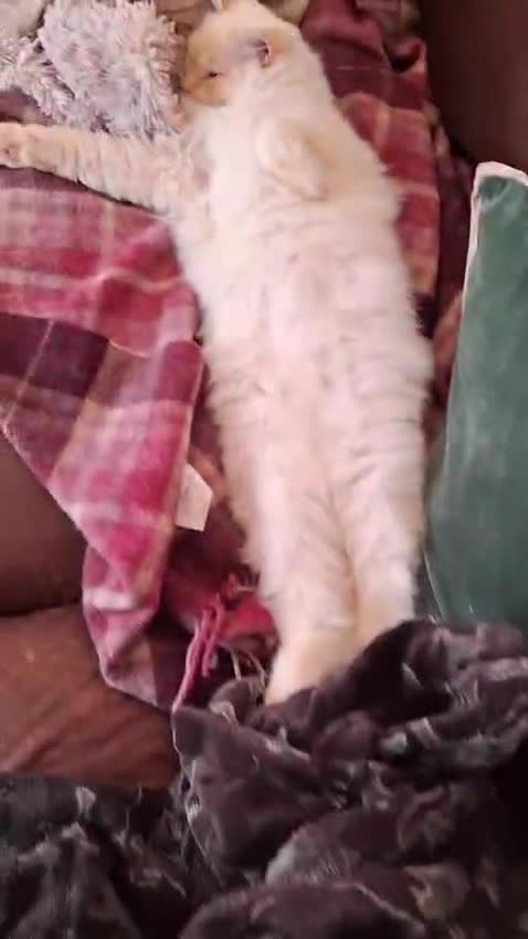 Ragdoll cats for sale: Flame point male ragdoll, Ozzy, aged 1 year - Video 1
