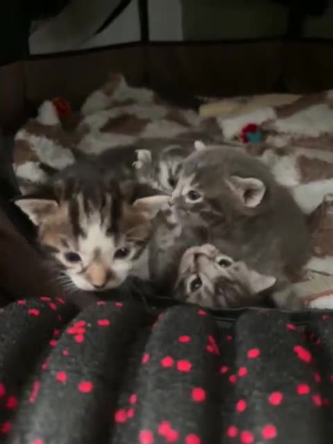 Bengal cats for sale: Half Bengal Kittens for sale  - Video 1