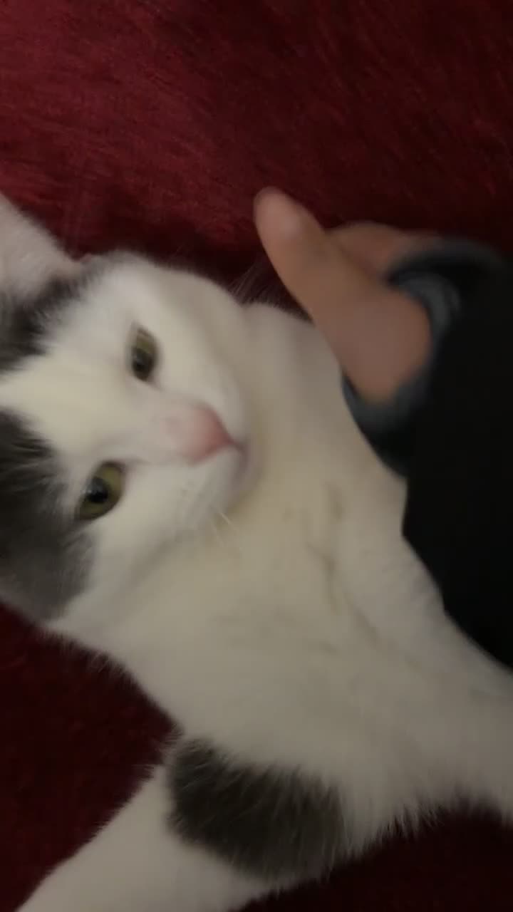 Domestic Shorthair cats for sale: Snow  - Video 2