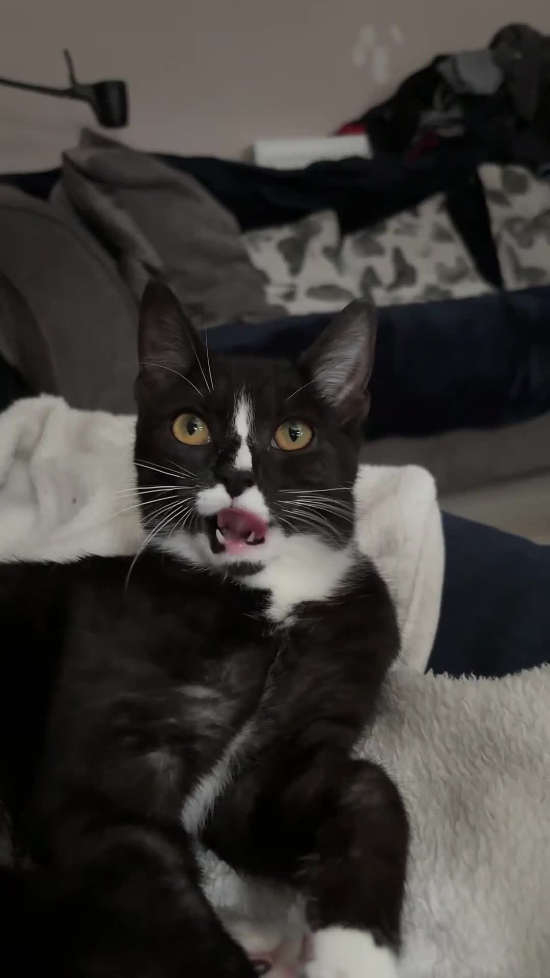 Domestic Shorthair cats for sale: Kitten for sale  - Video 2