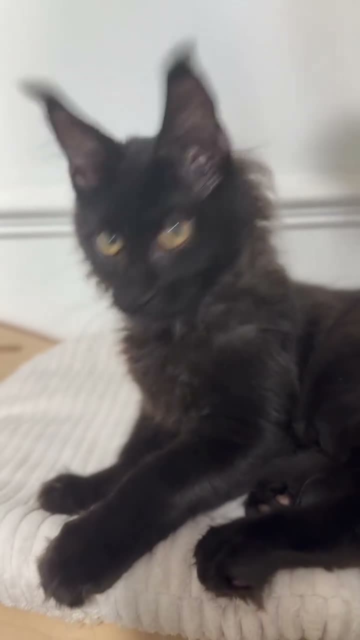 Maine Coon cats for sale: Stunning solid black female Maine Coon - Video 2