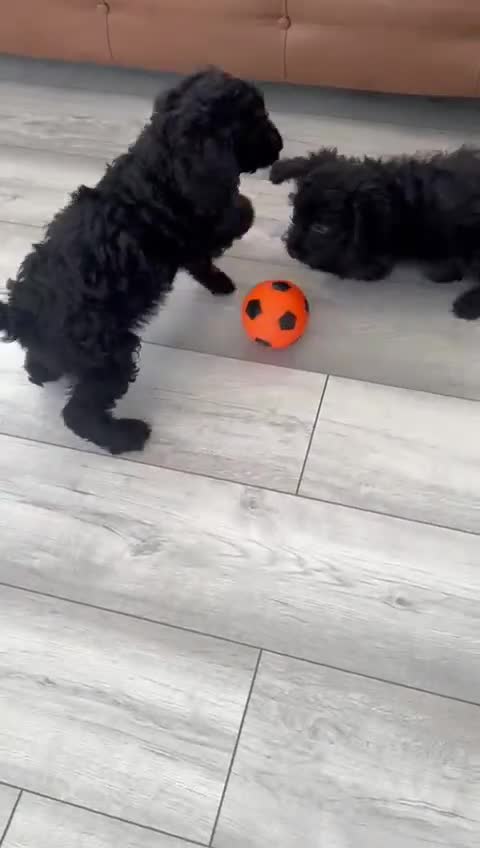 Cockapoo dogs for sale: Gorgeous F1 cockapoo puppies  - Video 3