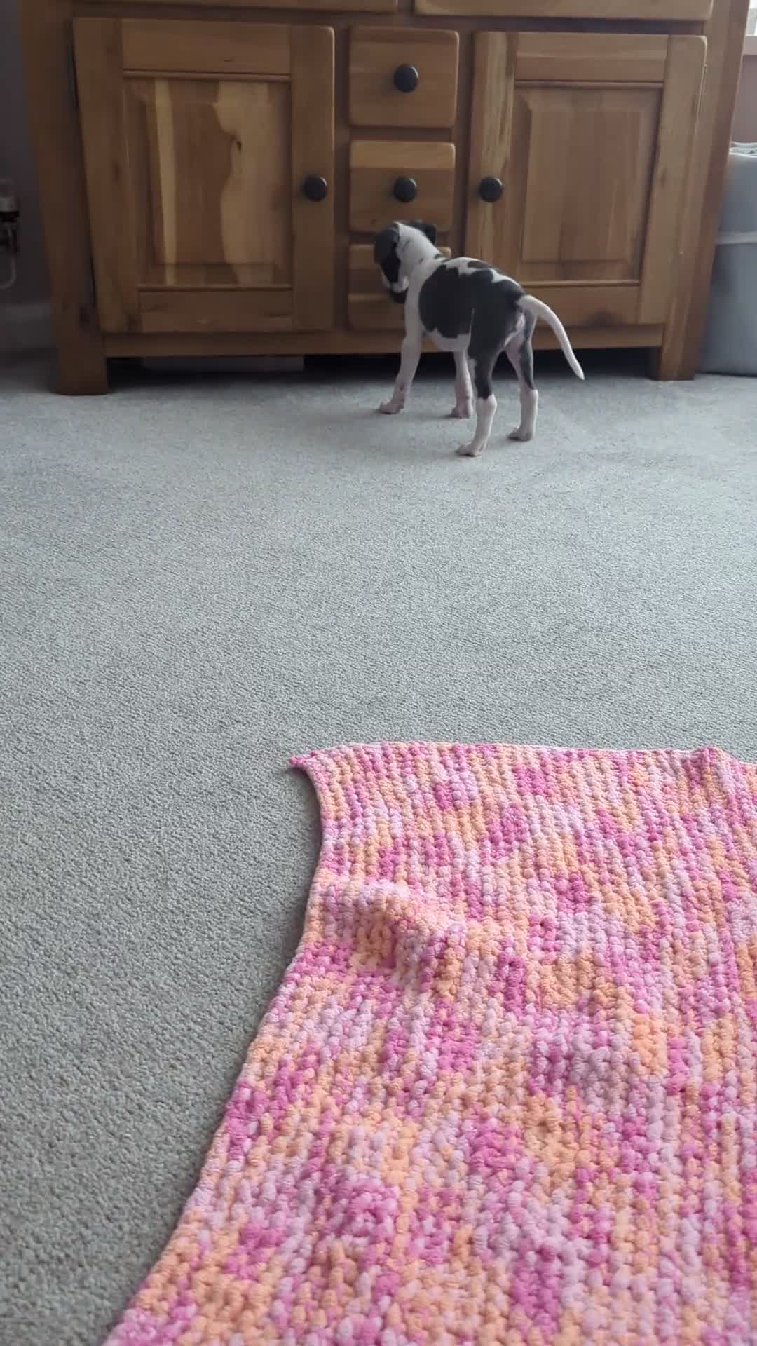 Whippet dogs for sale: Beautiful 12 week old pup seeking forever home - Video 5