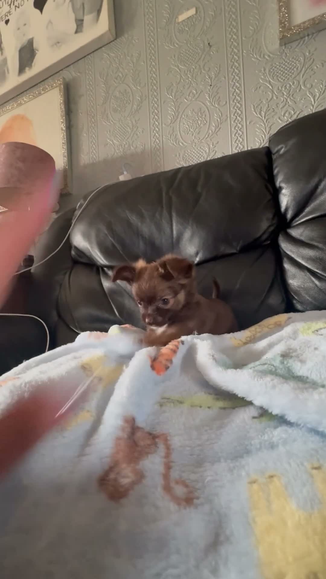 Chihuahua dogs for sale: Long haired chihuahua puppies  - Video 3