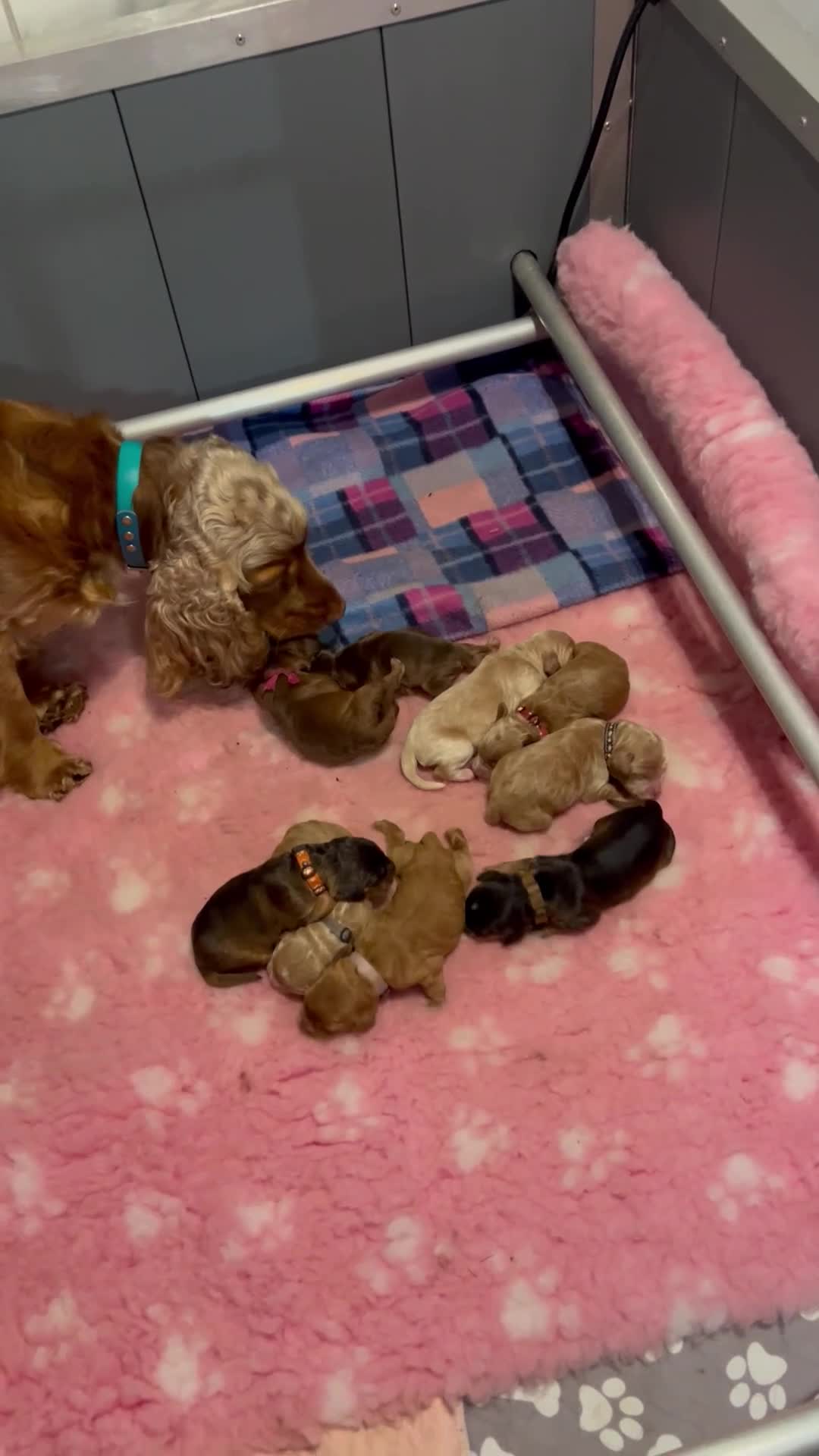 Cockapoo dogs for sale: Beautiful F1 Cockapoos DNA health tested parents.  - Video 1