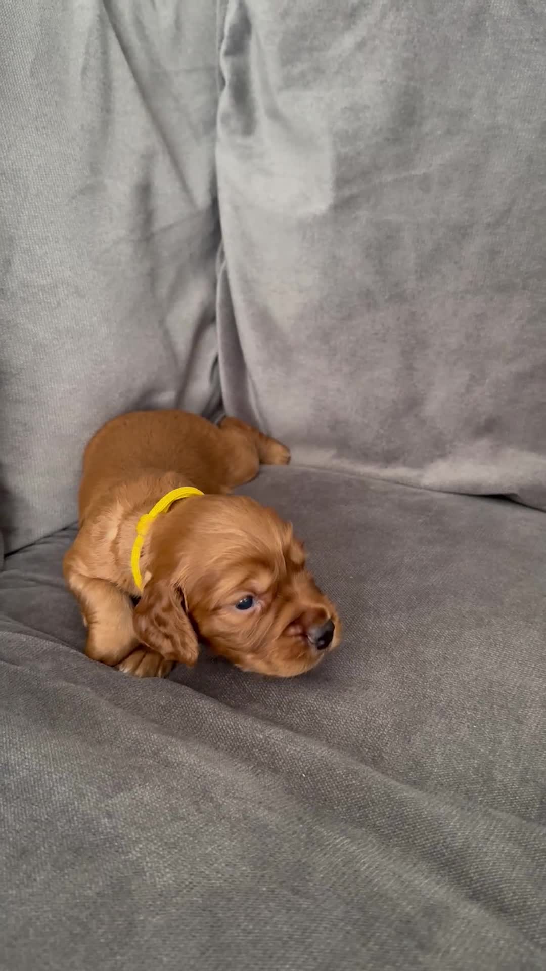 Cocker Spaniel dogs for sale: 💙 Boy Red KC Working Cocker Spaniel 💙 - Video 2