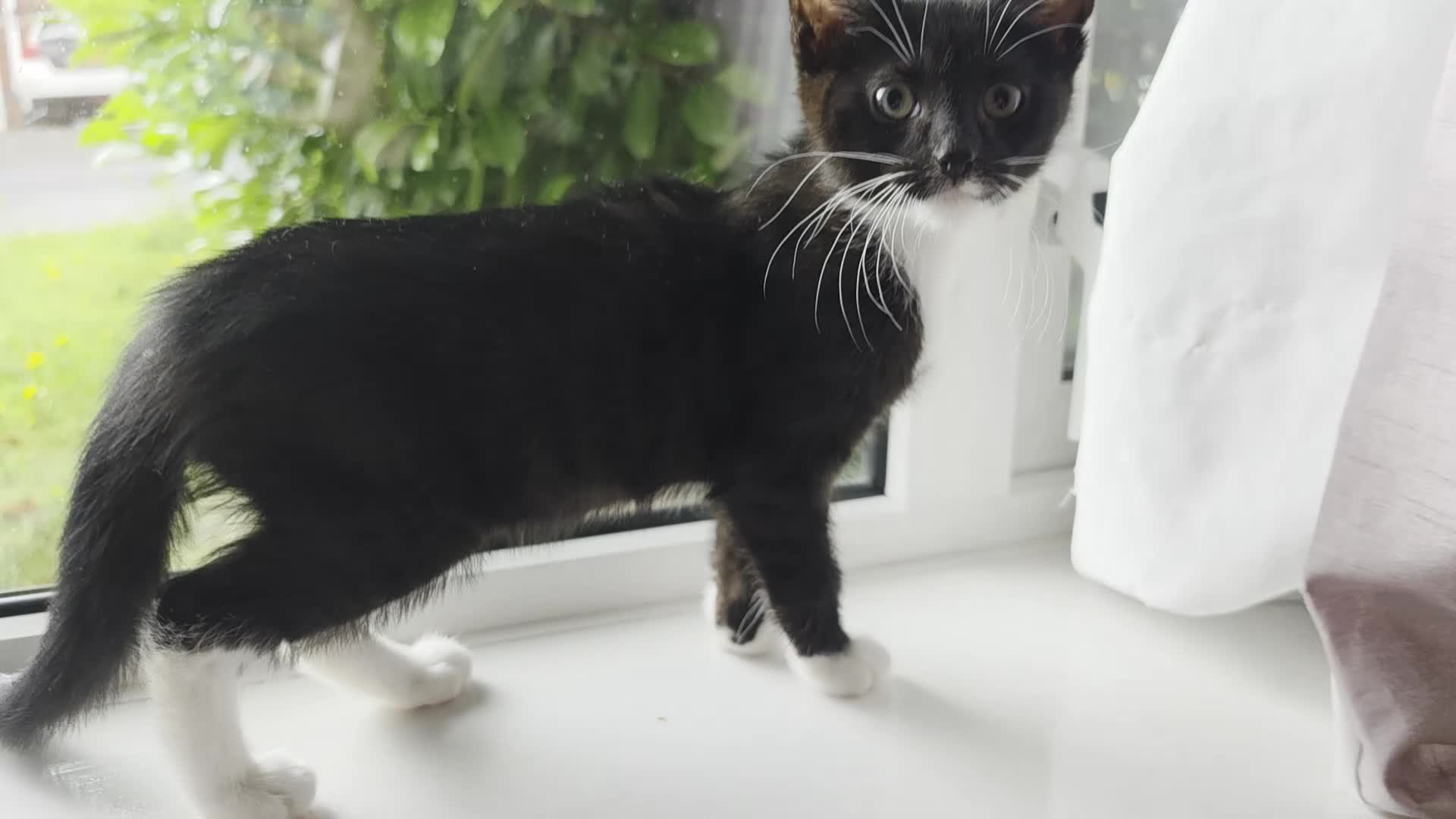 Mixed Breed cats for sale: Lovely kittens 🐈‍⬛ - Video 2