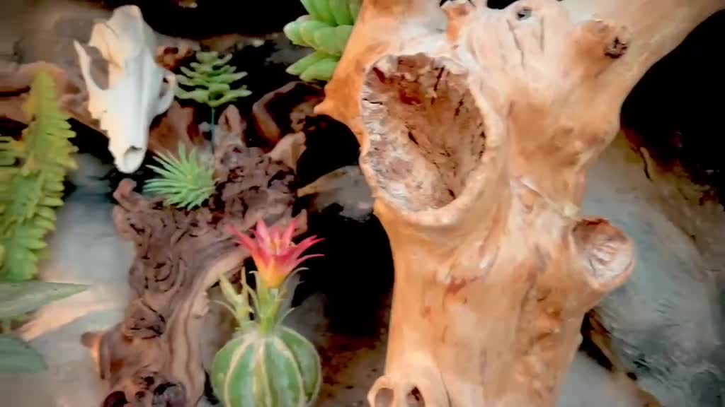 Bearded Dragon reptiles for sale: Bearded Dragon with Large Viv-Unique Natural Setup - Video 1