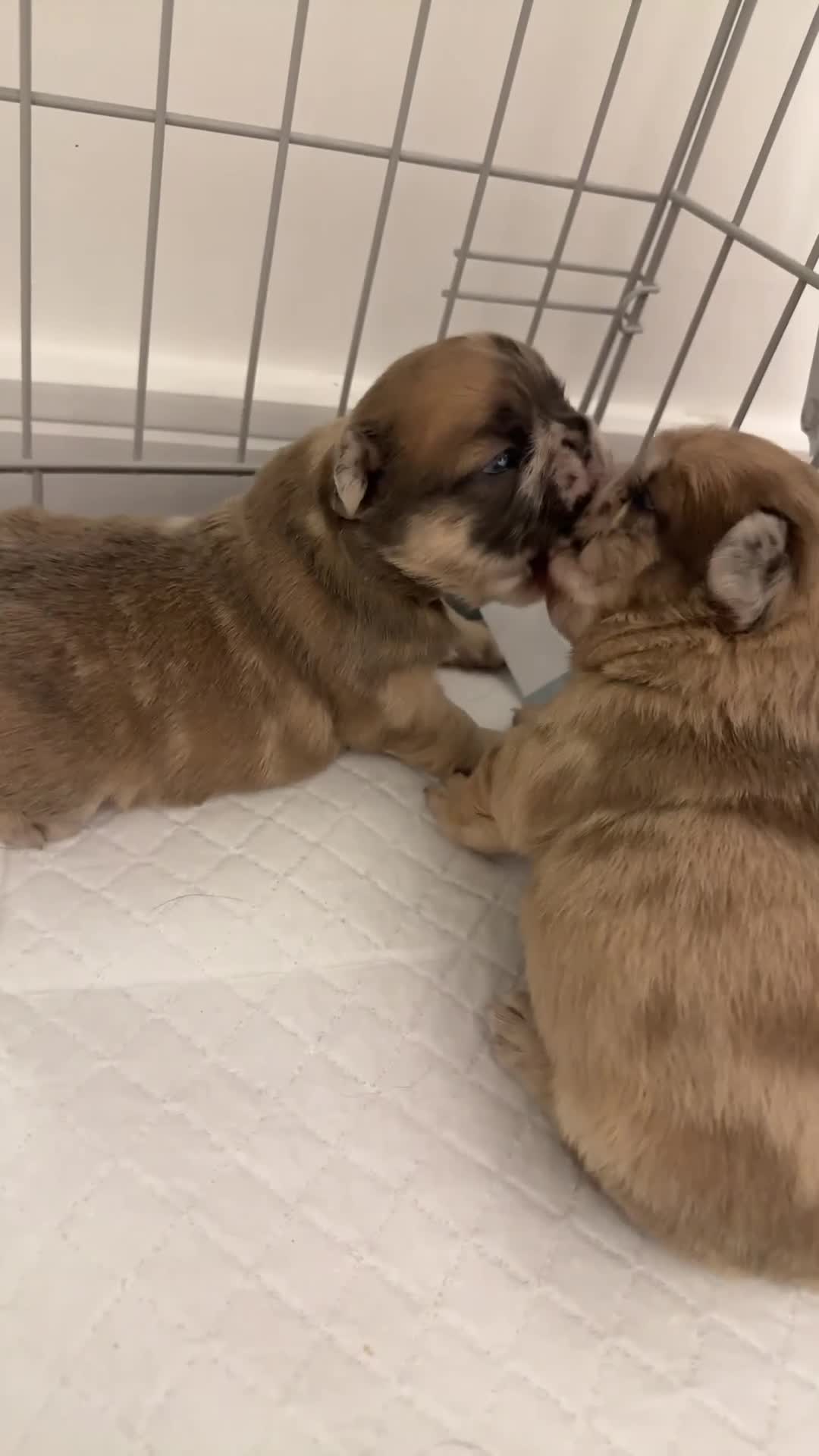 French Bulldog dogs for sale: READY TO LEAVE fluffy French bulldogs  - Video 2